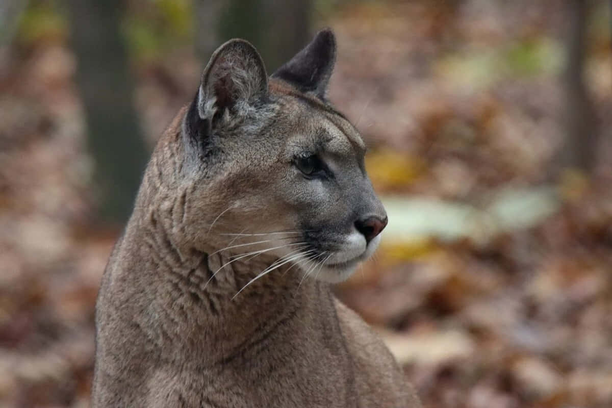 cougar, autumn leaves, forest floor, SD Desktop Wallpaper