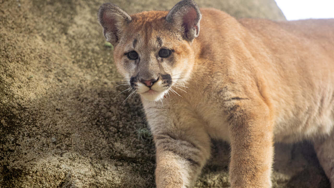 cougar, amber fur, dark markings, HD Desktop Wallpaper