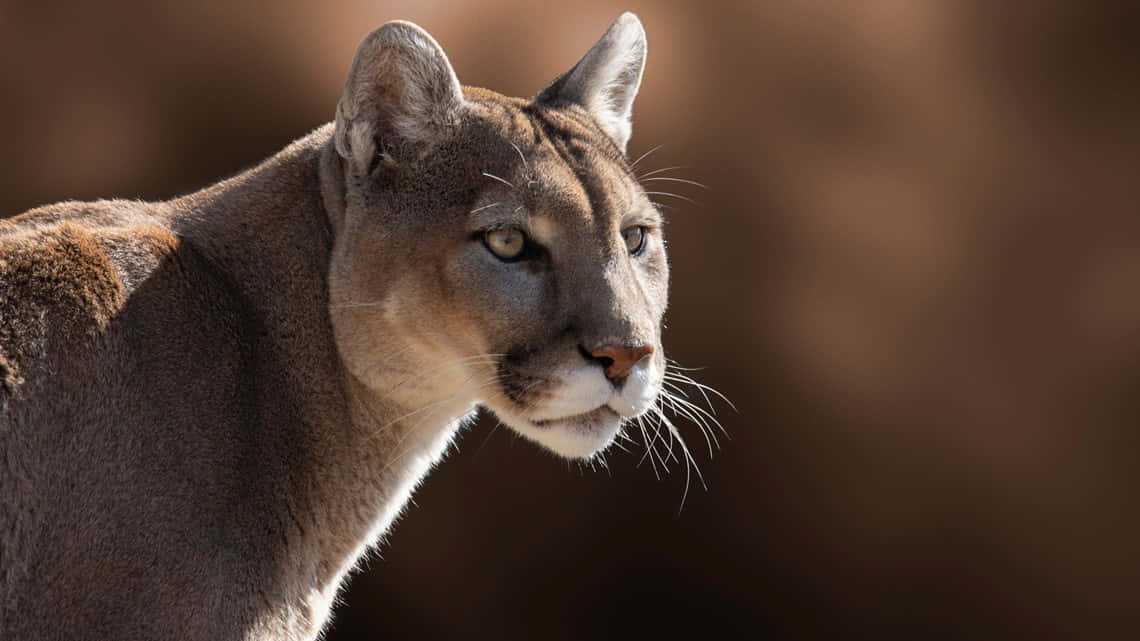 cougar, mountain landscape, close-up, SD Desktop Wallpaper