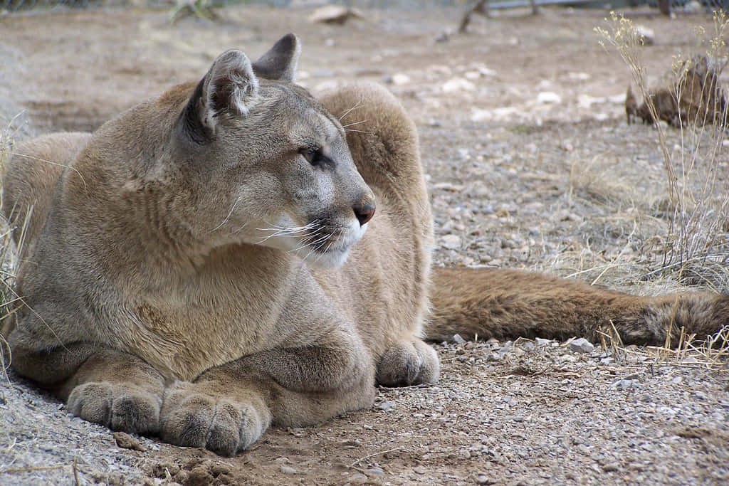 cougar, wilderness, sunlit arid landscape, SD Desktop Wallpaper