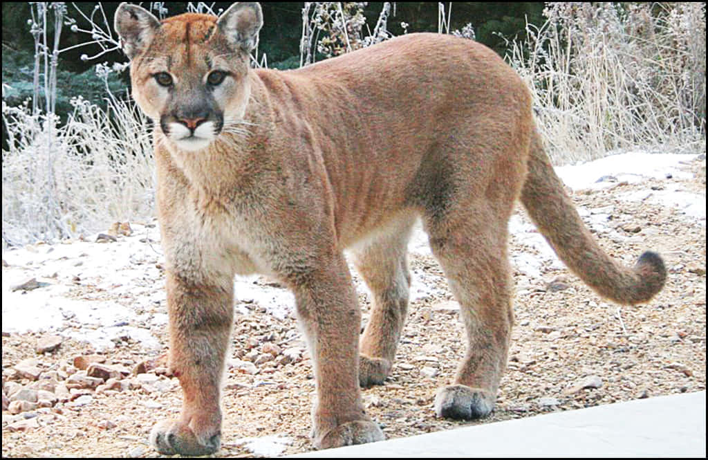 cougar, natural habitat, snowy ground, SD Desktop Wallpaper