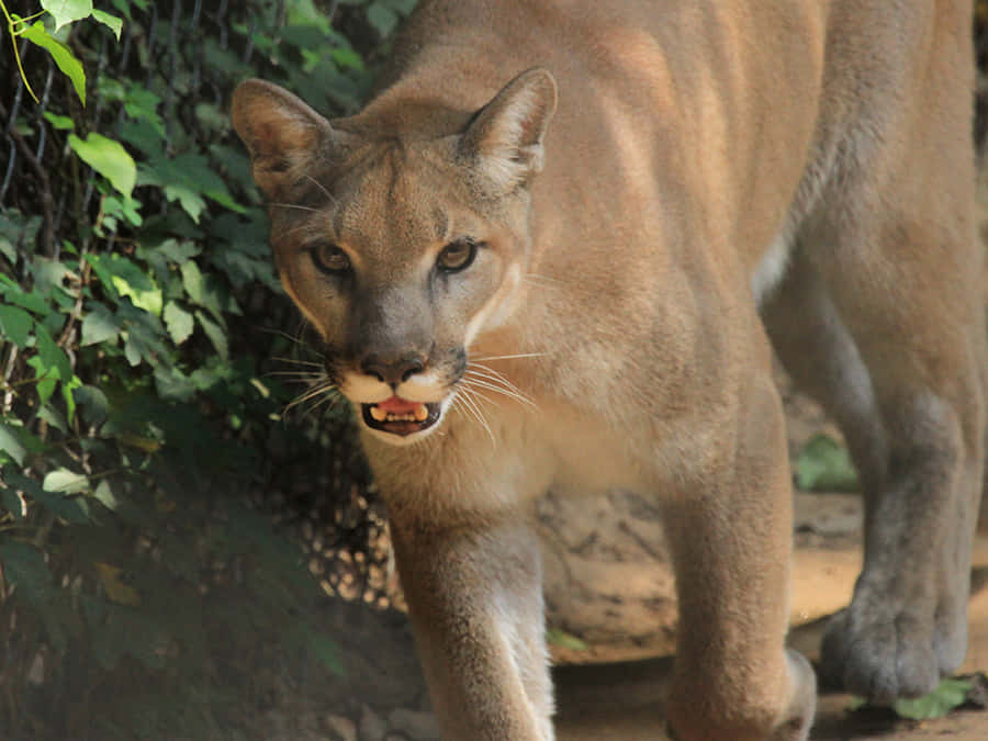 cougar, natural habitat, lush green foliage, SD Desktop Wallpaper