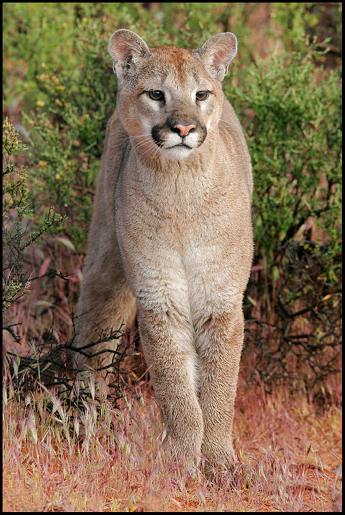 cougar, dry grass, green shrubs, HD Phone Wallpaper