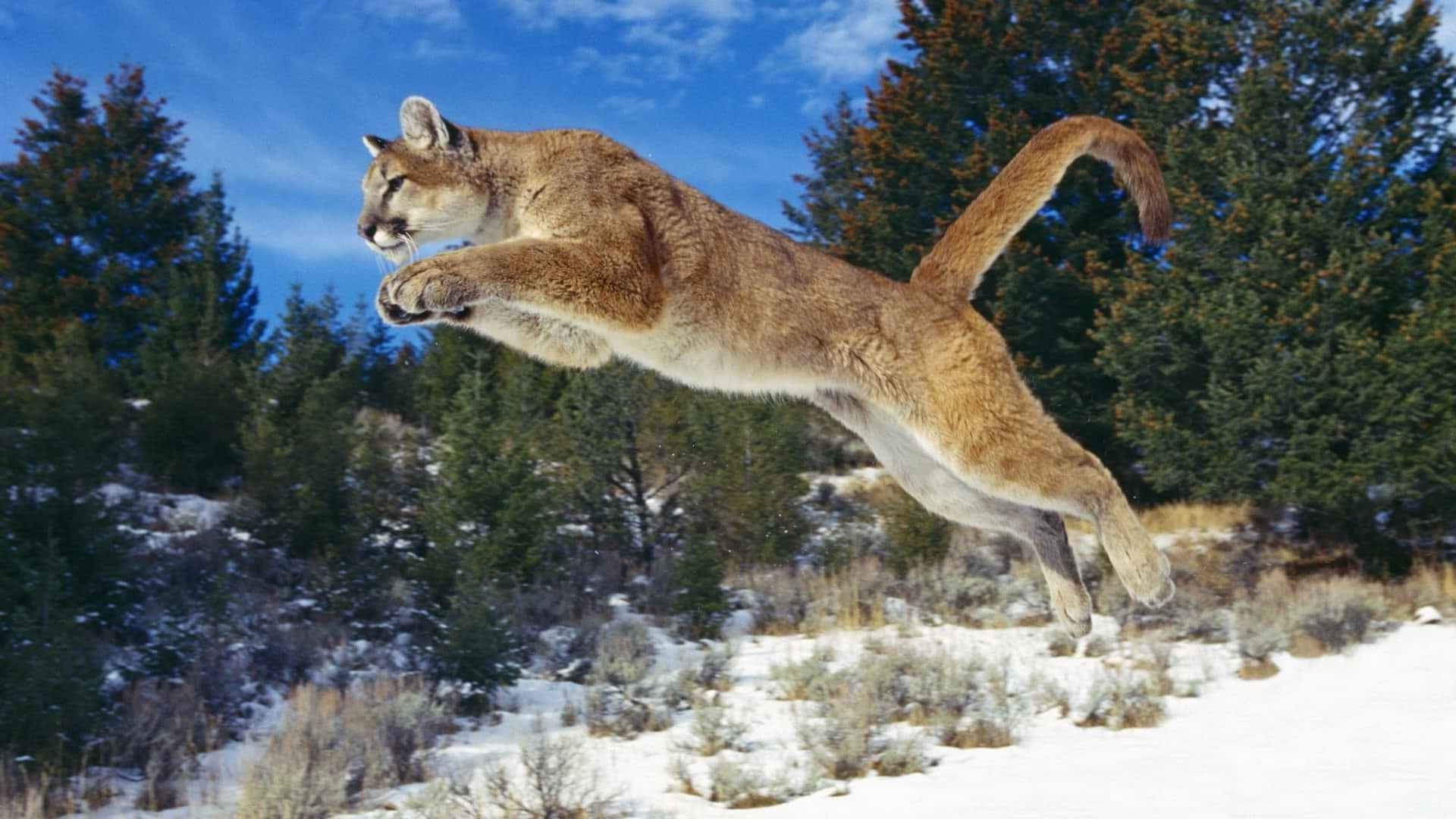 cougar, snowy forest, bright blue sky, Full HD Desktop Wallpaper