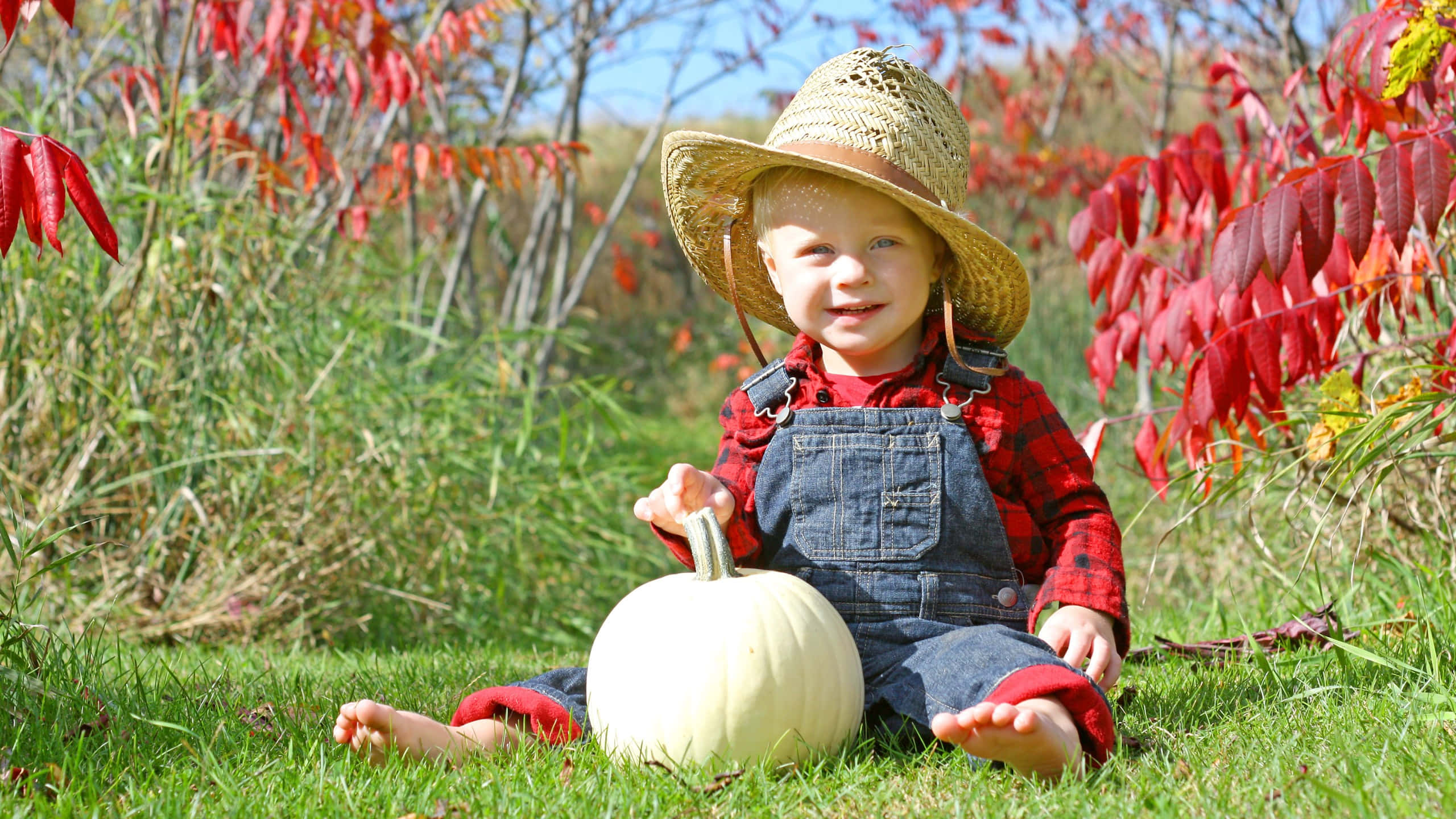 toddler country boy, pumpkin, straw hat, 2K Desktop Wallpaper