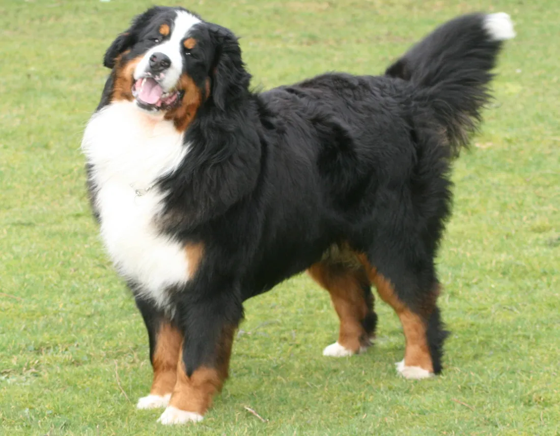 Country Dog