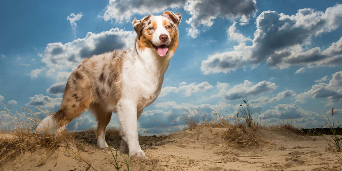 Australian Shepherd dog, merle coat, sandy dunes, SD Desktop Wallpaper