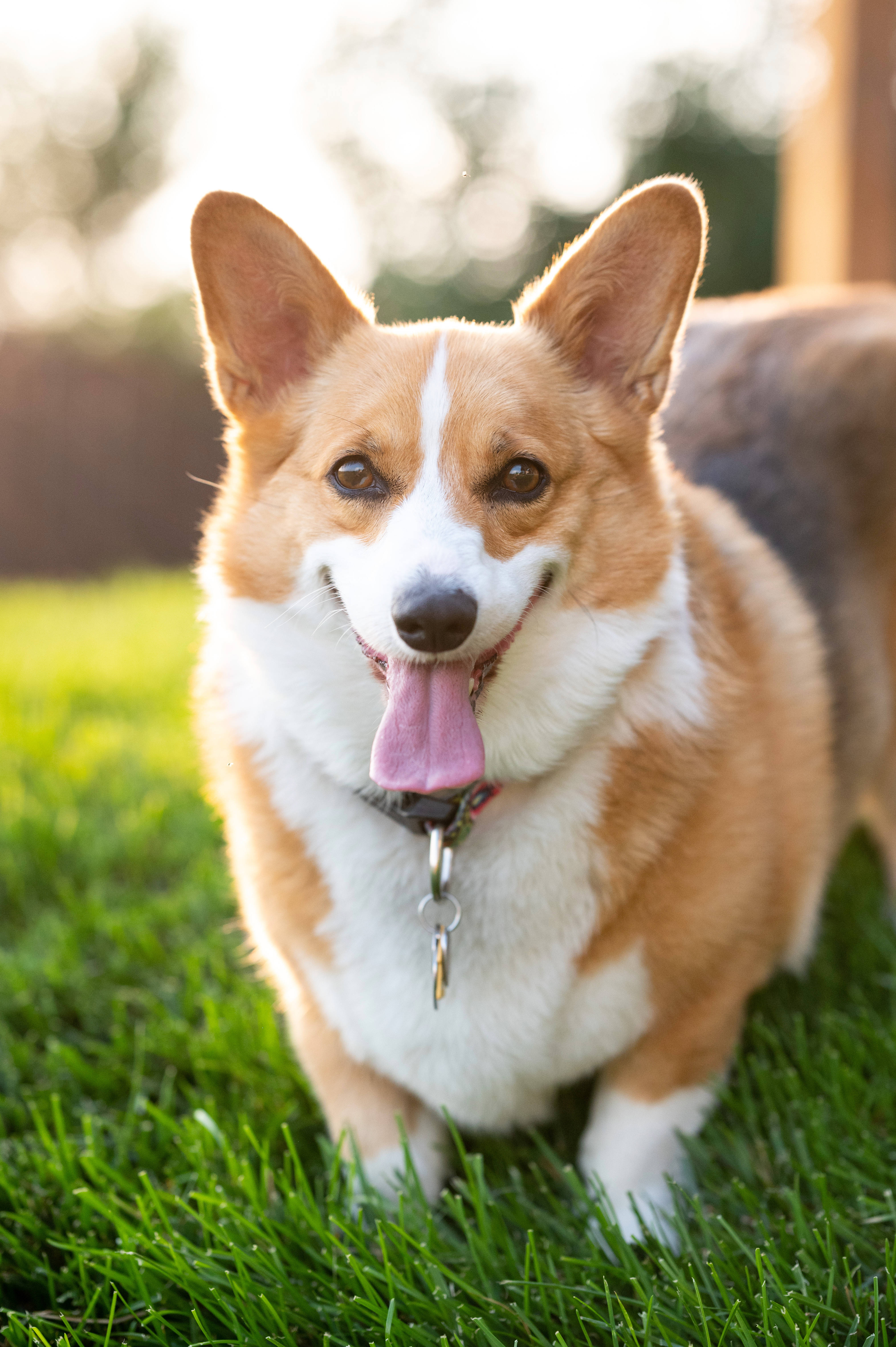 corgi, vibrant green grass, warm golden sunlight, 5K Phone Wallpaper