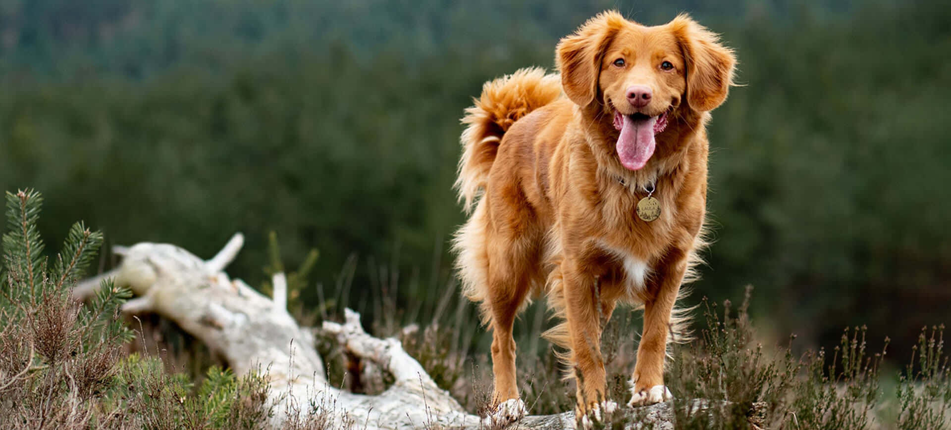 golden retriever, forest clearing, fallen log, Full HD Desktop Wallpaper