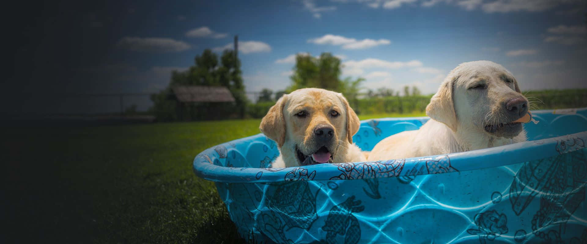 yellow labradors, blue inflatable pool, sunny grassy field, Full HD Desktop Wallpaper