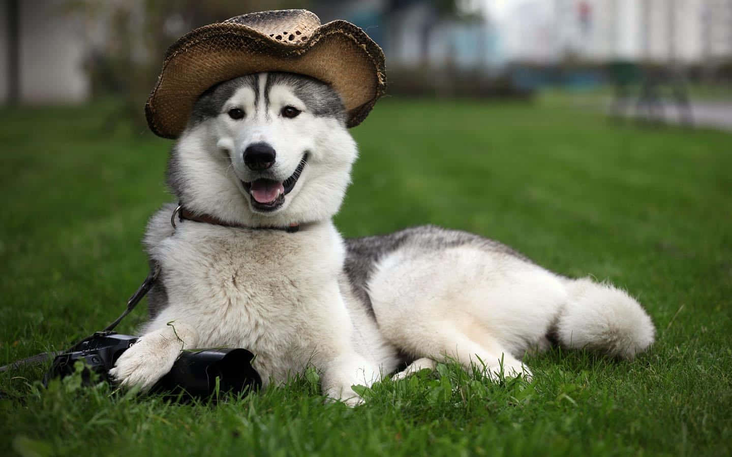husky dog, straw cowboy hat, green grass, HD Desktop Wallpaper