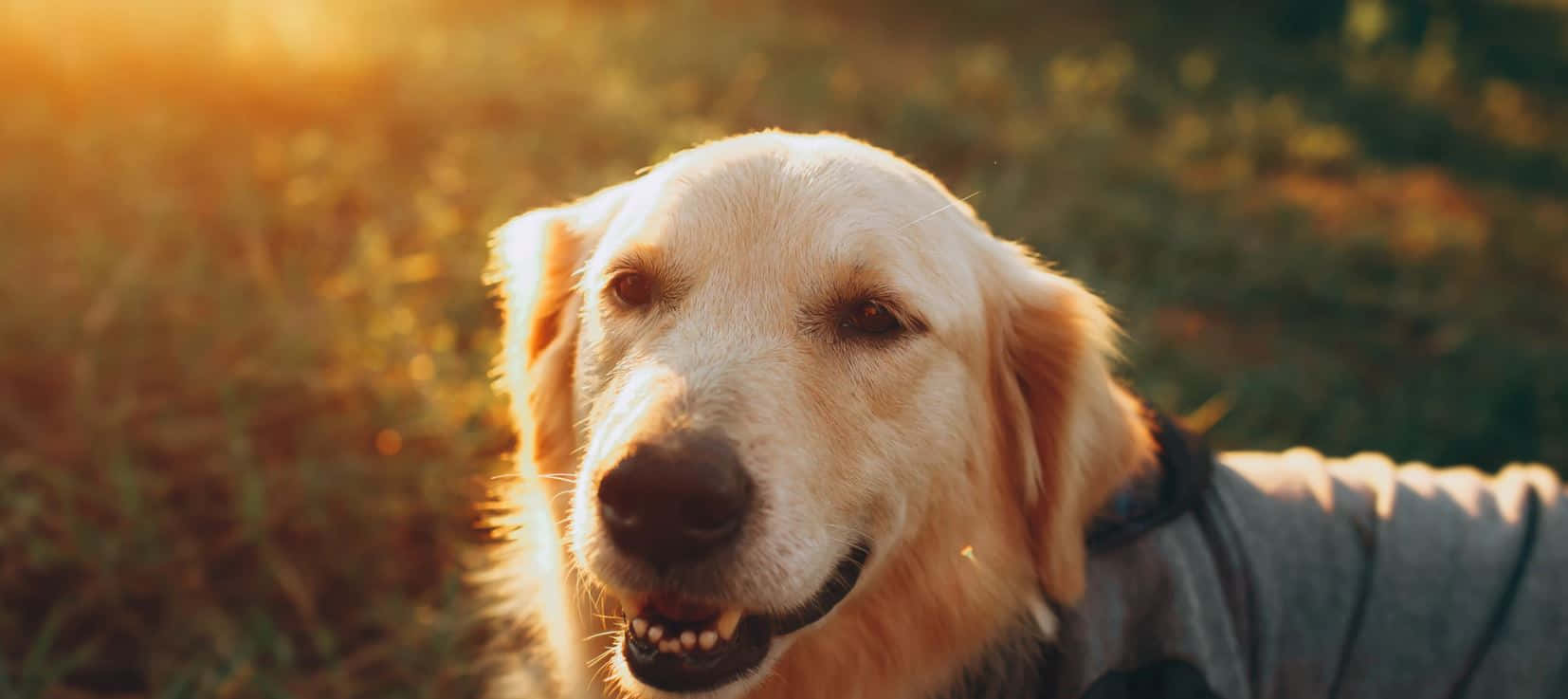 golden retriever, gray sweater, sunlit meadow, HD Desktop Wallpaper