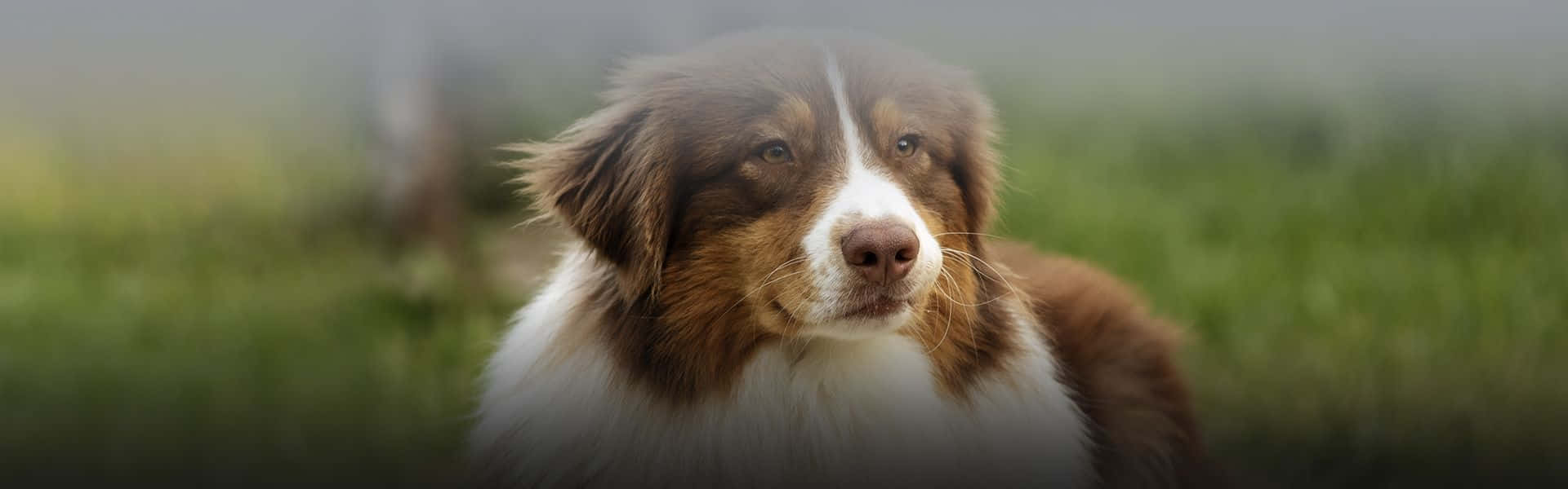 country dog, fluffy brown and white dog, gentle eyes, Full HD Desktop Wallpaper