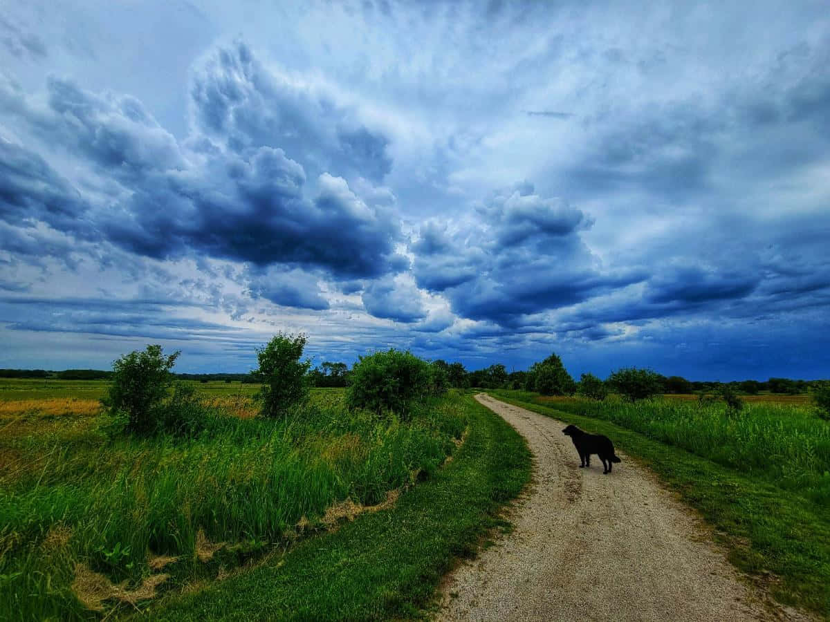 countryside dog, lush green fields, winding dirt path, SD Desktop Wallpaper