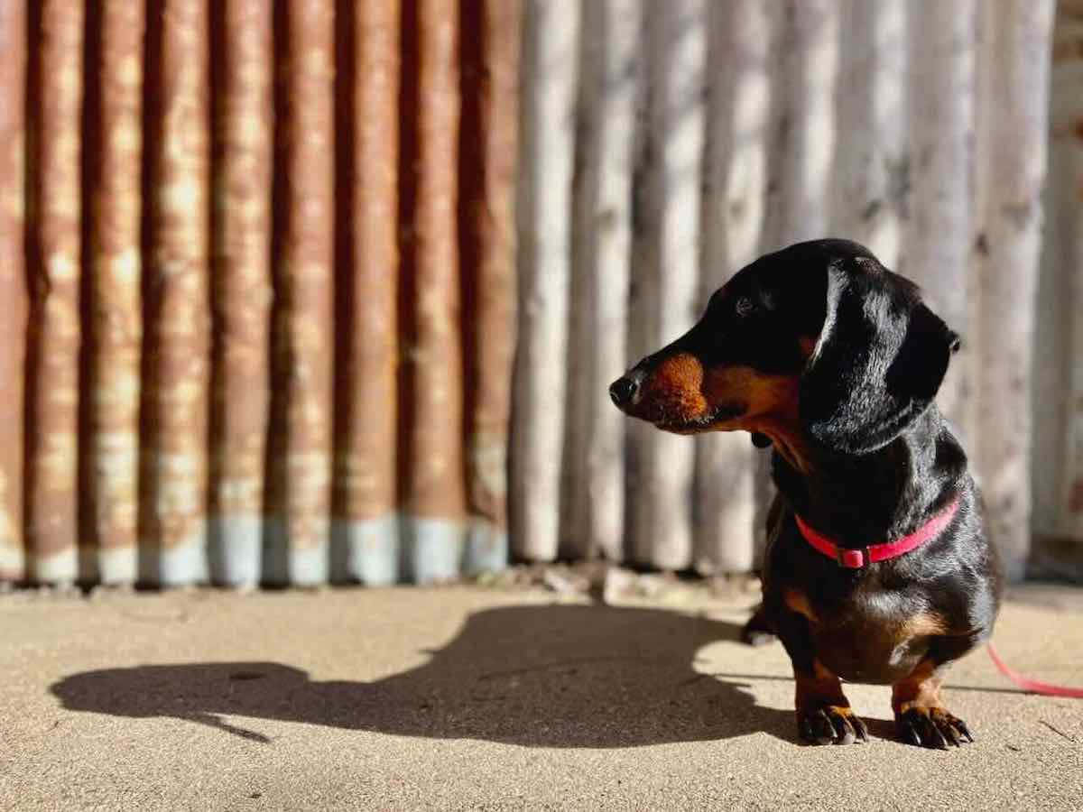 black and tan dachshund, red collar, sandy ground, SD Desktop Wallpaper