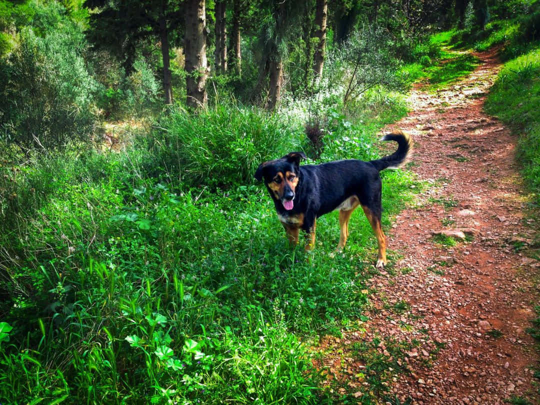 Country Dog, black and tan dog, sunlit forest trail, SD Desktop Wallpaper