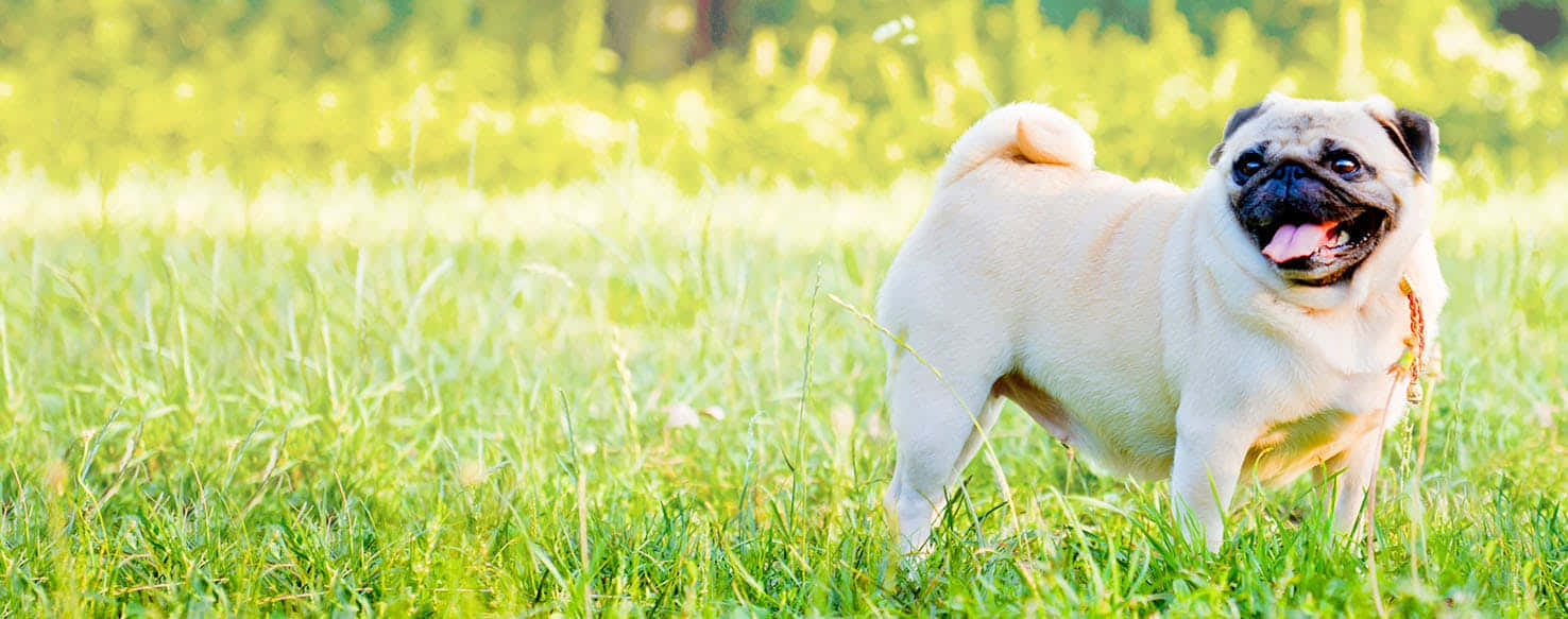 fawn pug, vibrant green grass, sunlit blades, HD Desktop Wallpaper