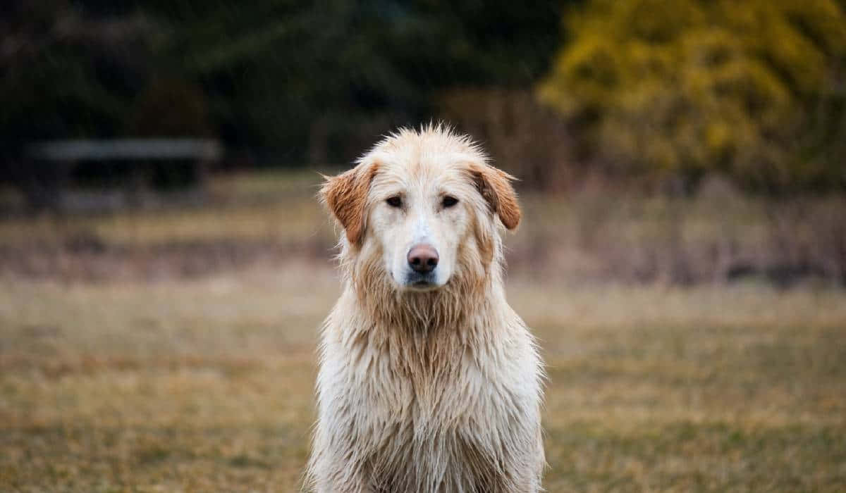 Country Dog, golden dog, dry grassy field, SD Desktop Wallpaper
