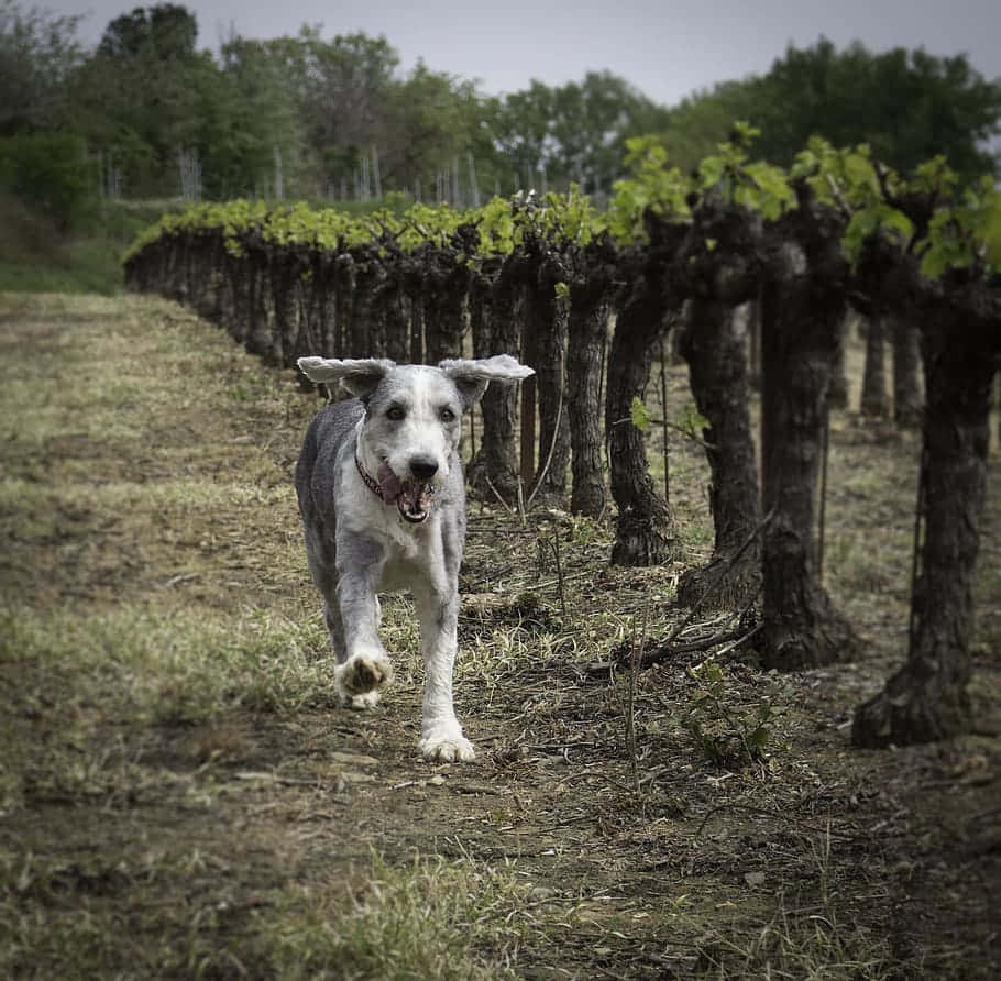 grey and white dog, row of grapevines, vineyard, SD Desktop Wallpaper