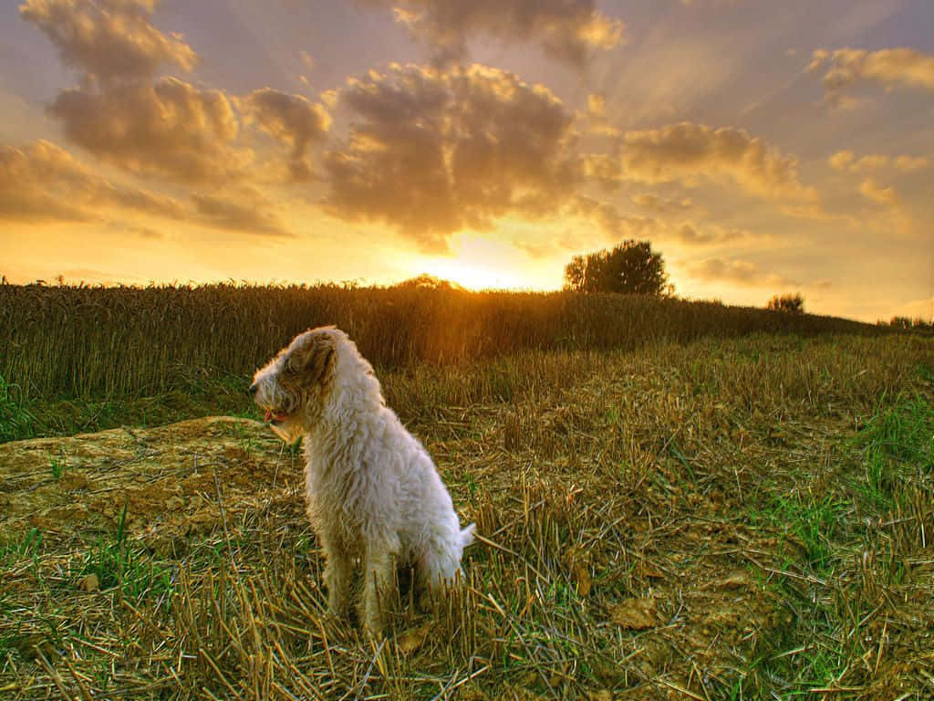 Country Dog, golden field, sun sets, SD Desktop Wallpaper