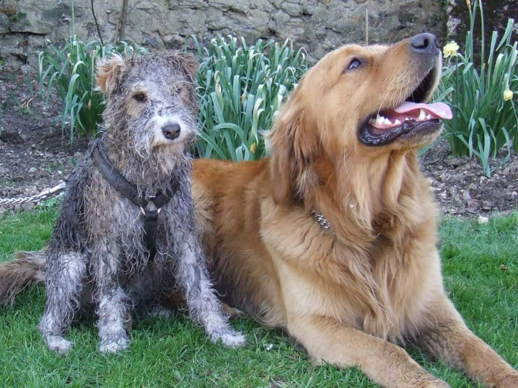 Country Dog, terrier, golden retriever, SD Desktop Wallpaper