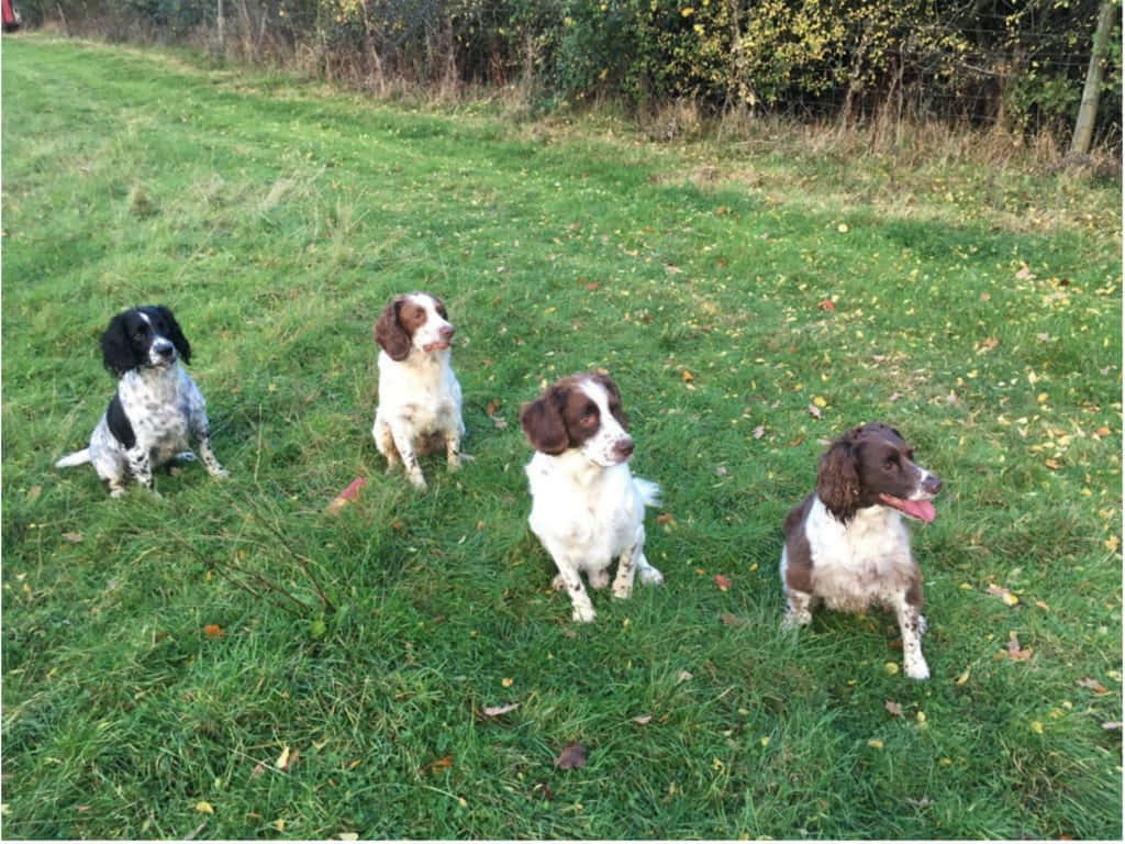 springer spaniels, grassy field, autumn leaves, SD Desktop Wallpaper