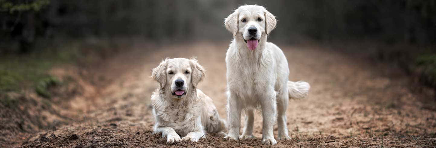 Country Dog, golden retrievers, dirt path, HD Desktop Wallpaper