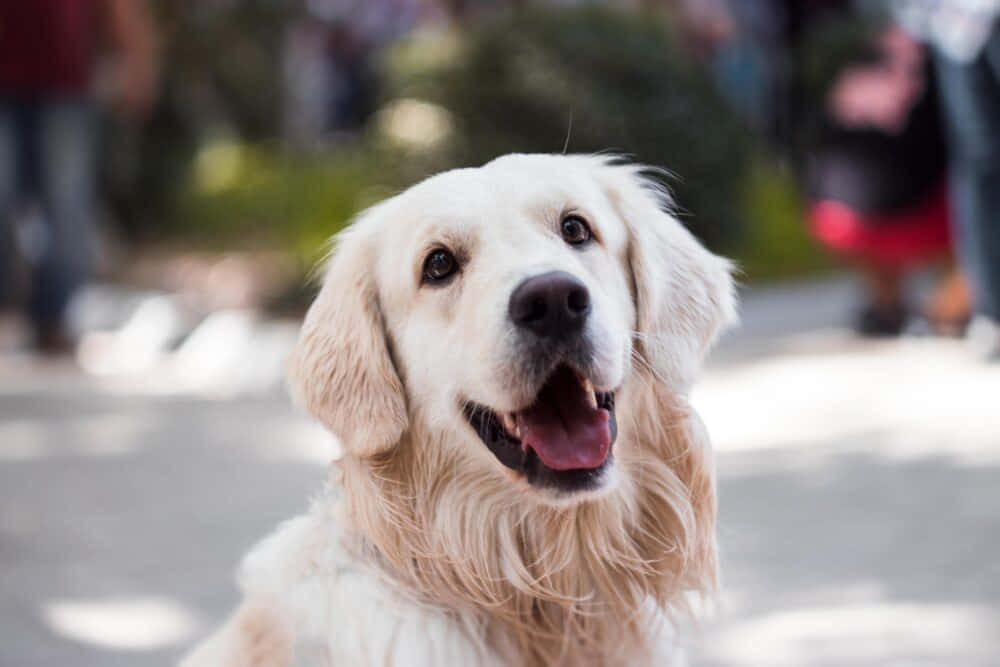 golden retriever, fluffy cream fur, sunlit outdoor setting, SD Desktop Wallpaper