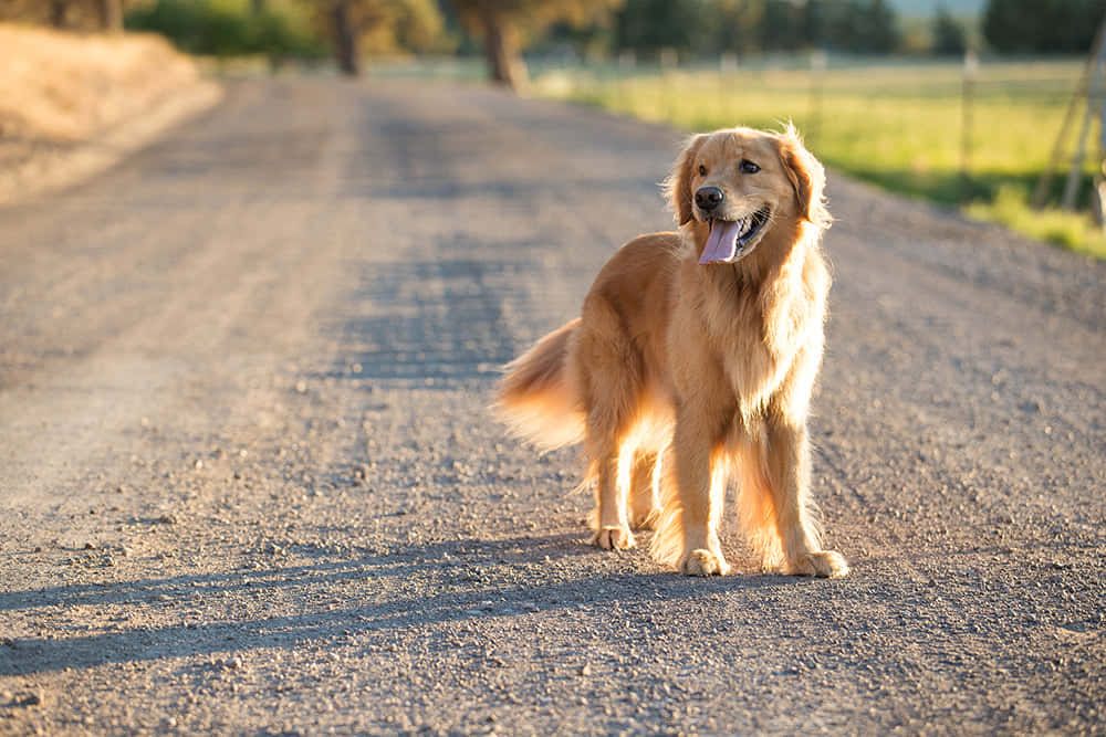 golden retriever, sunlit gravel road, trees in the background, SD Desktop Wallpaper