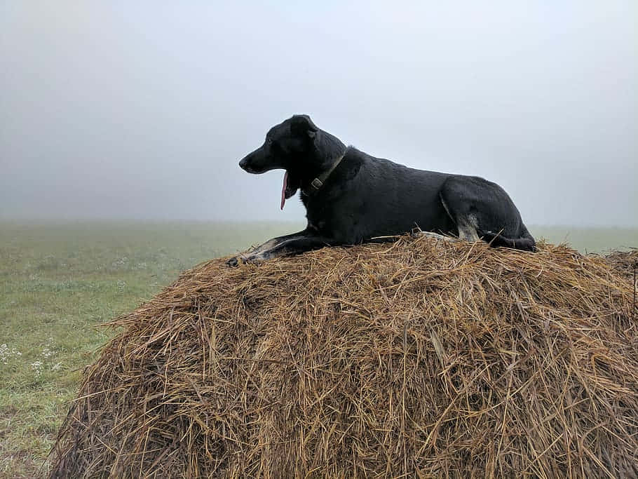 black dog, golden hay bale, misty field, SD Desktop Wallpaper