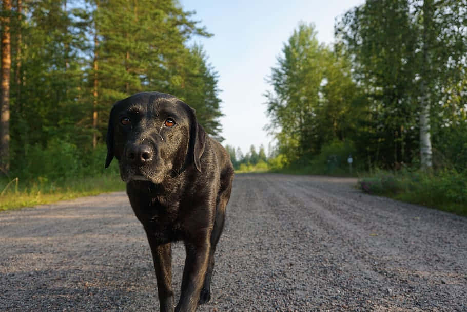 black Labrador, gravel road, sunlit forest, SD Desktop Wallpaper