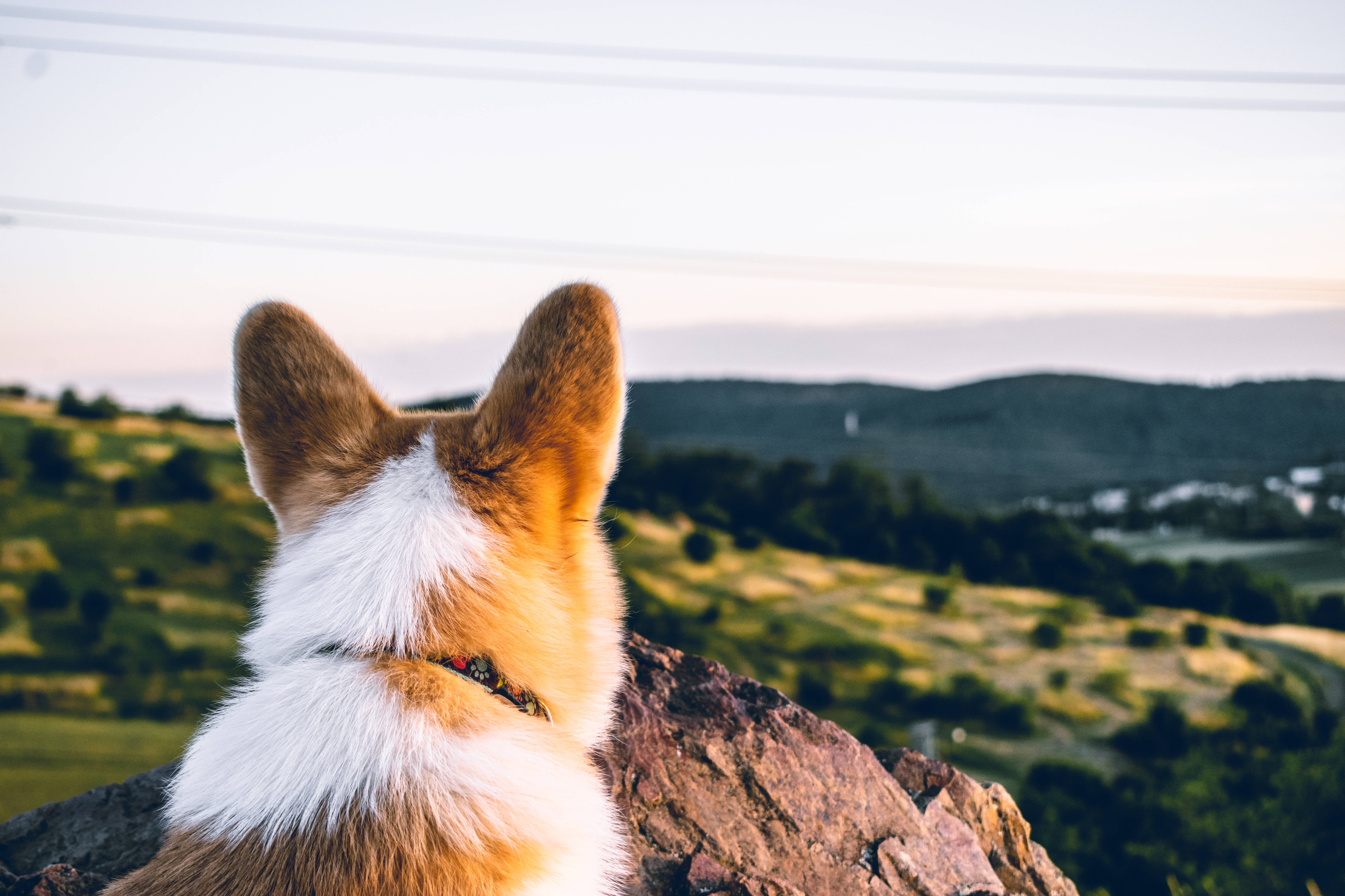 corgi, rocky outcrop, sunlit rolling green valley, 5K Desktop Wallpaper