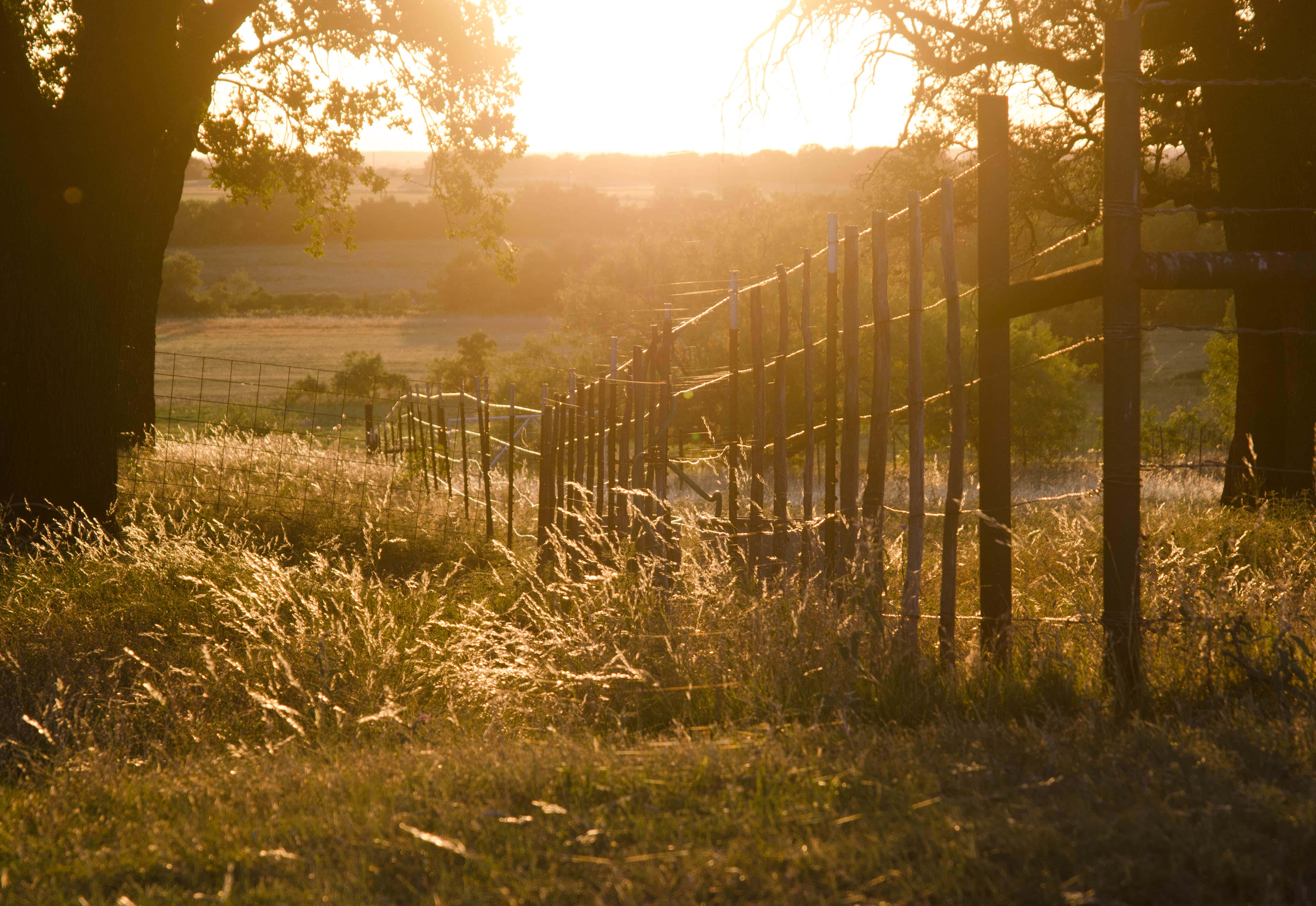 Golden sunrise, rustic wooden fence, tall grass, 4K Desktop Wallpaper