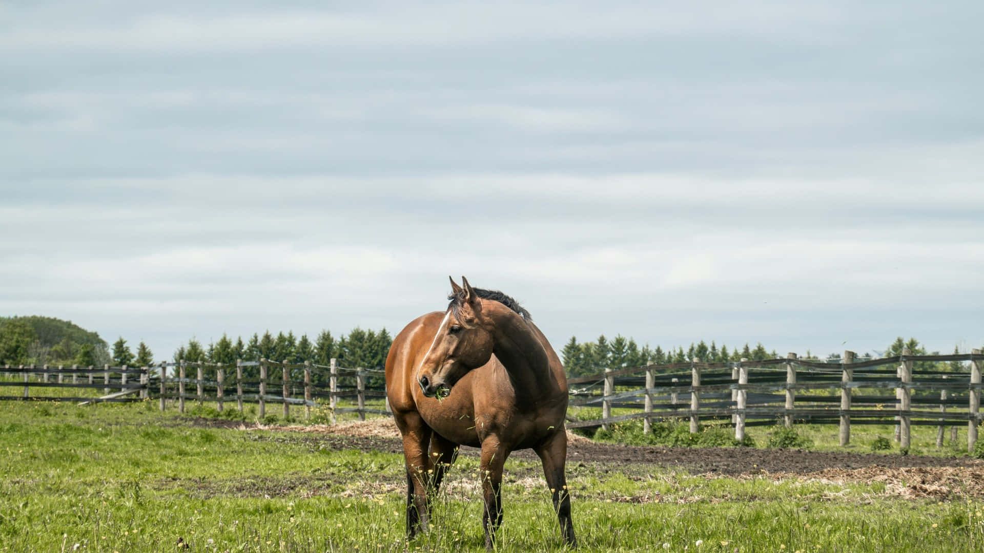 brown horse, grazing, country farm, Full HD Desktop Wallpaper
