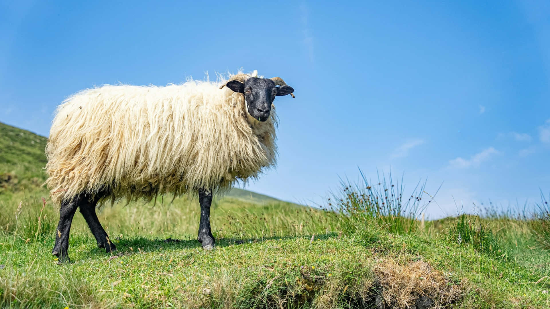 sheep, country farm, white, Full HD Desktop Wallpaper