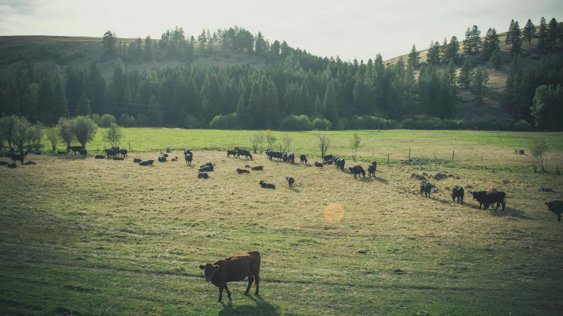 country farm, cows, sunlit green pasture, Full HD Desktop Wallpaper