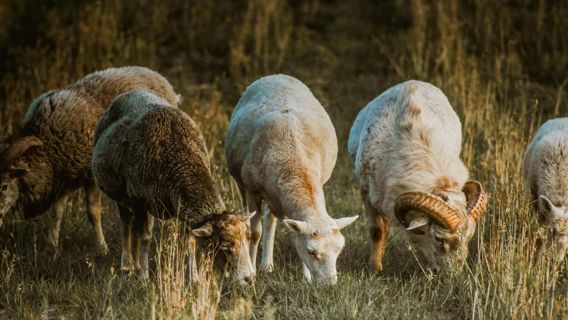 grazing sheep, country farm, sunlit field, Full HD Desktop Wallpaper