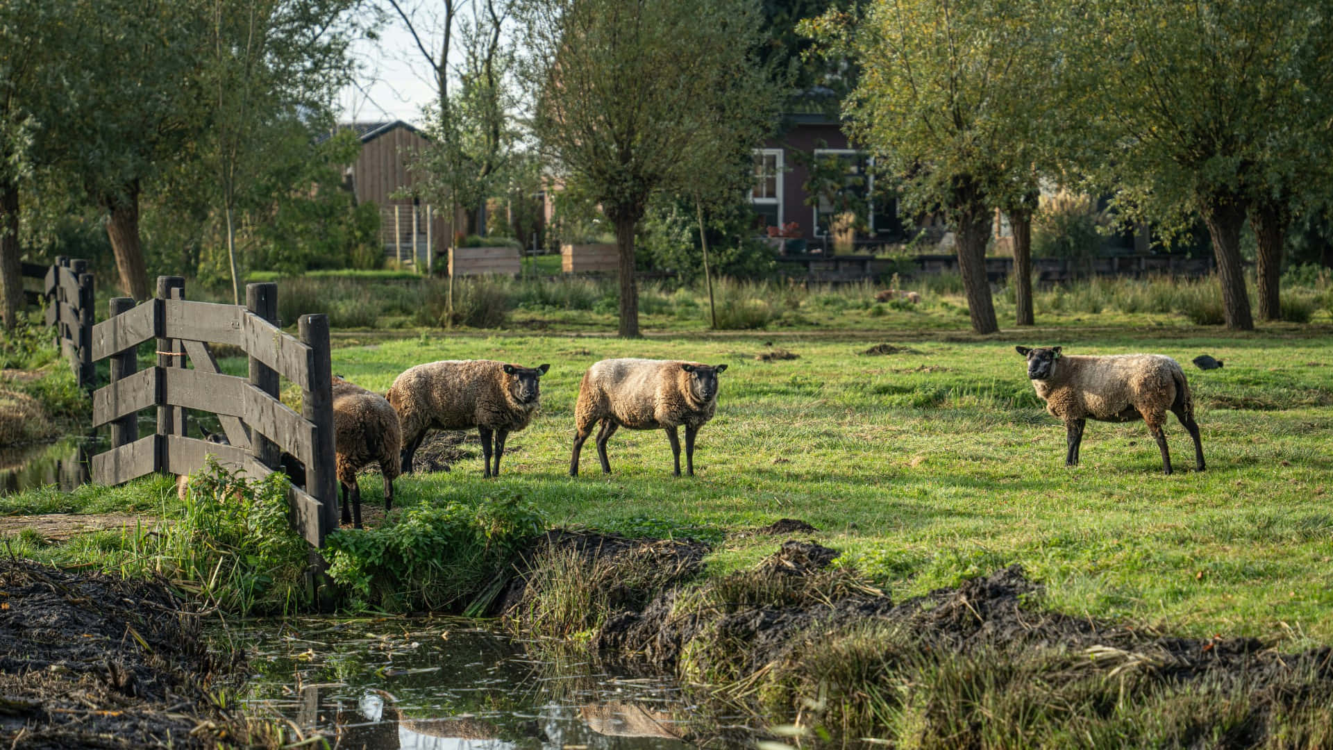 Country Farm, woolly sheep, sunlit green pasture, Full HD Desktop Wallpaper
