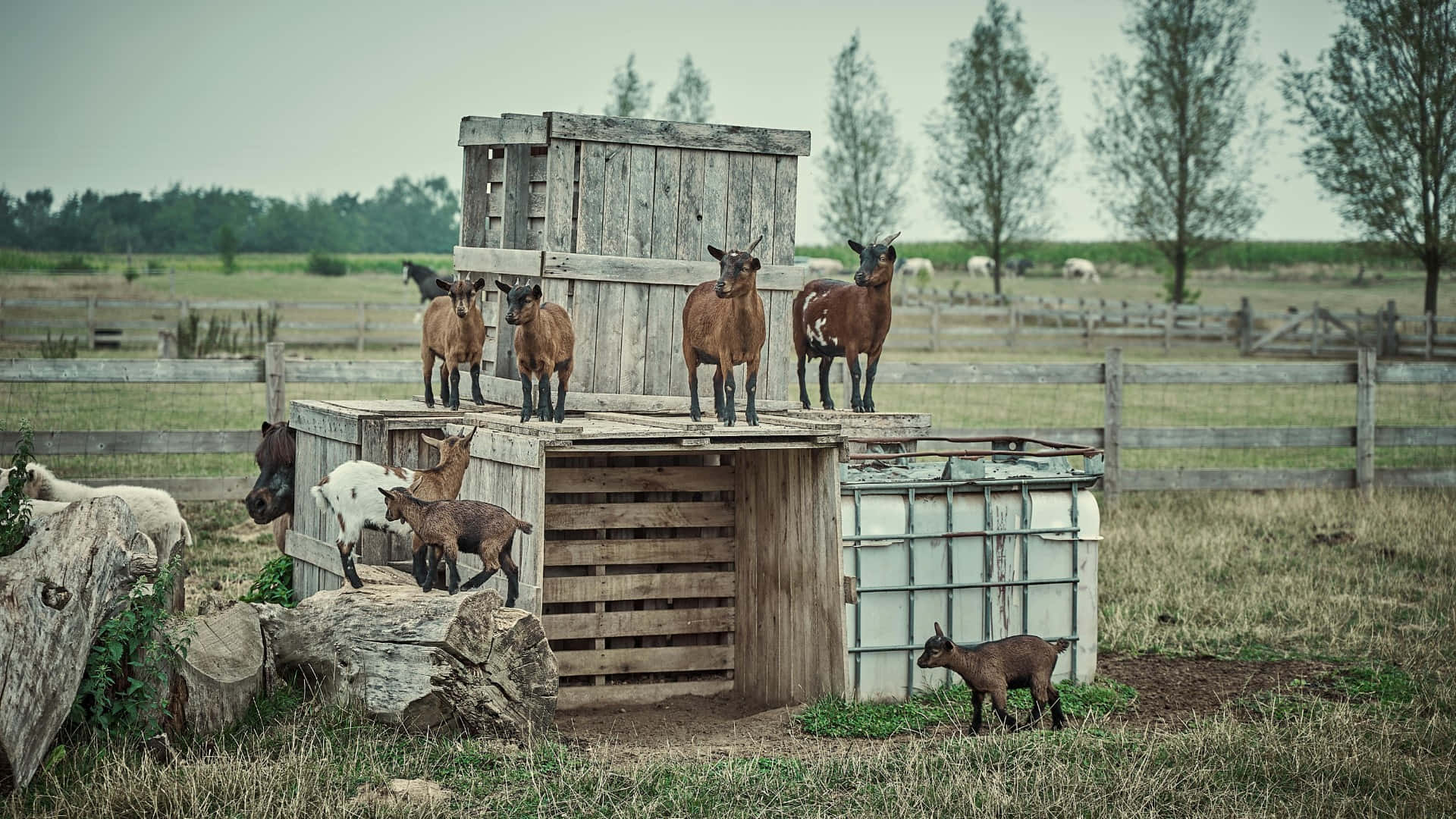 Country Farm, baby goats, brown and white coats, Full HD Desktop Wallpaper