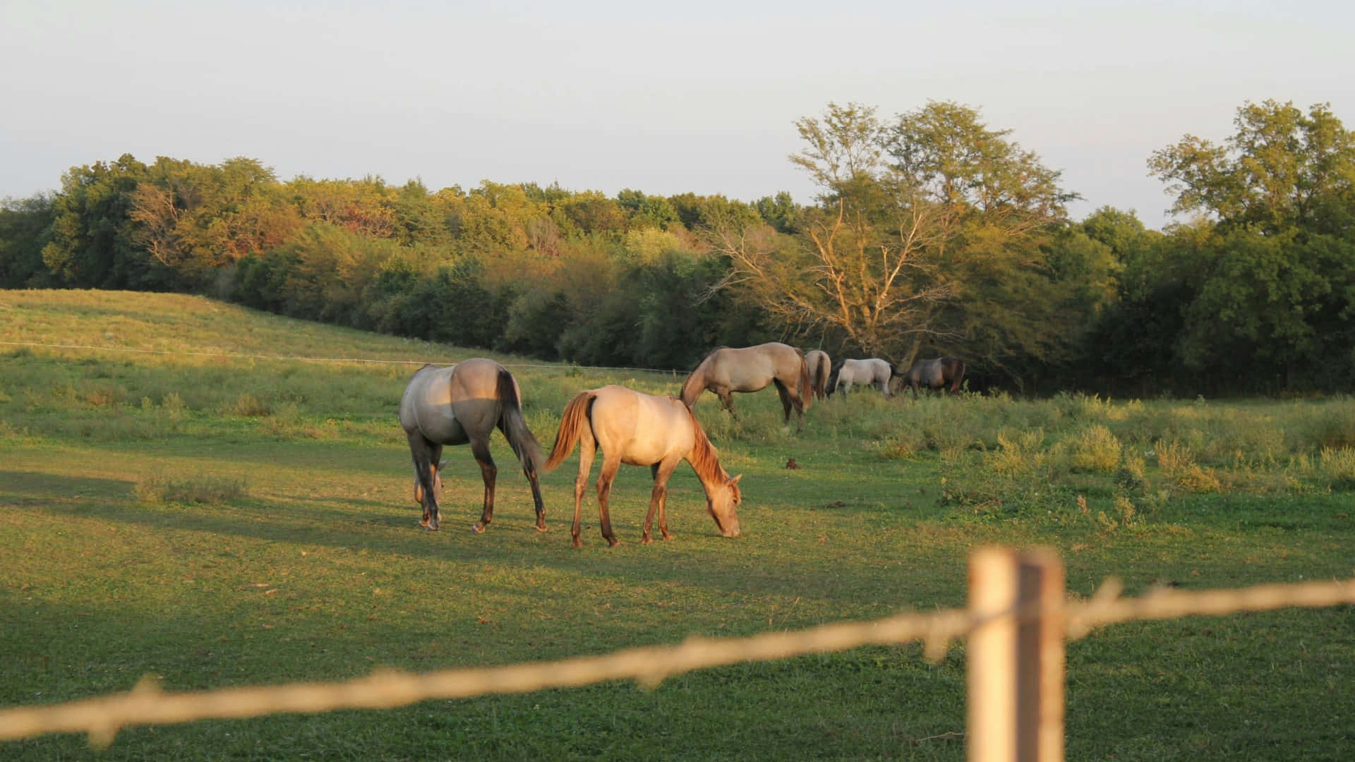 horses, country farm, sunlit green pasture, Full HD Desktop Wallpaper