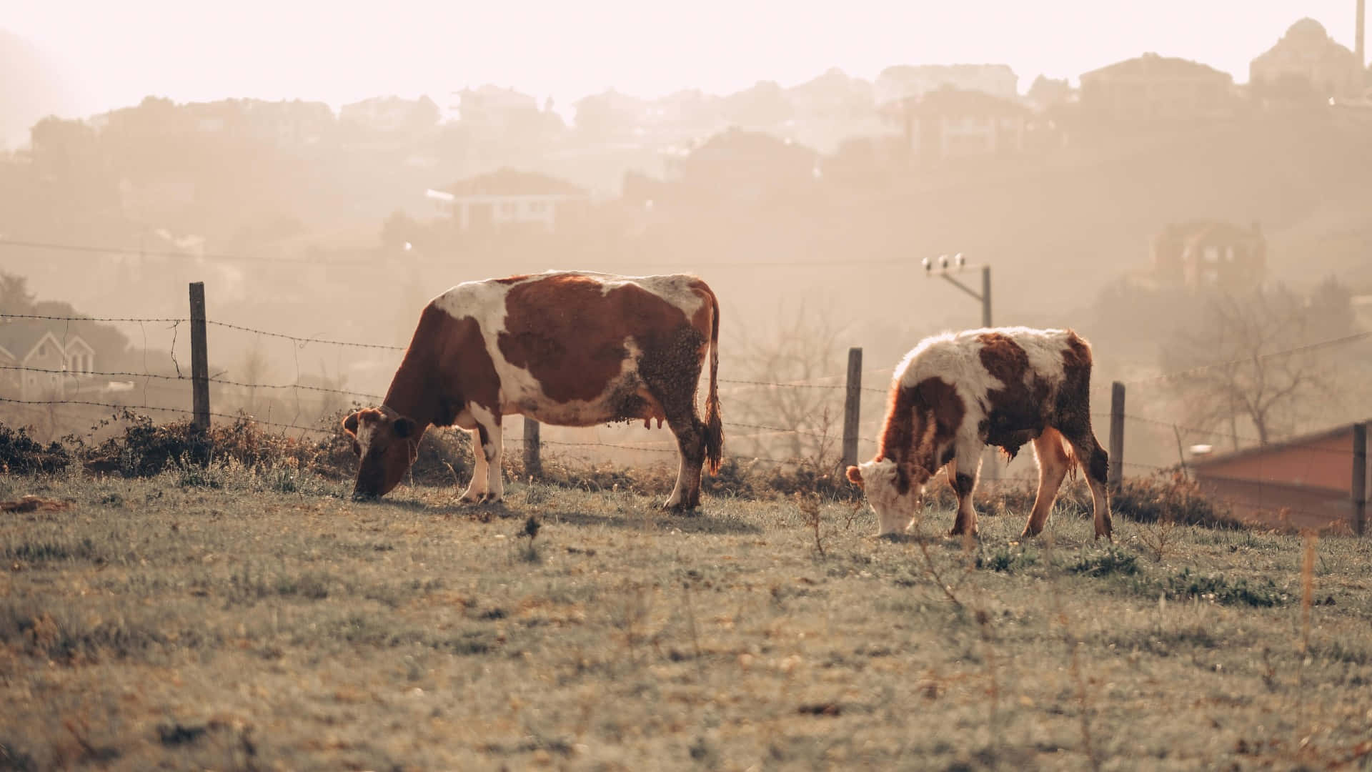 country farm, grazing cows, misty field, Full HD Desktop Wallpaper