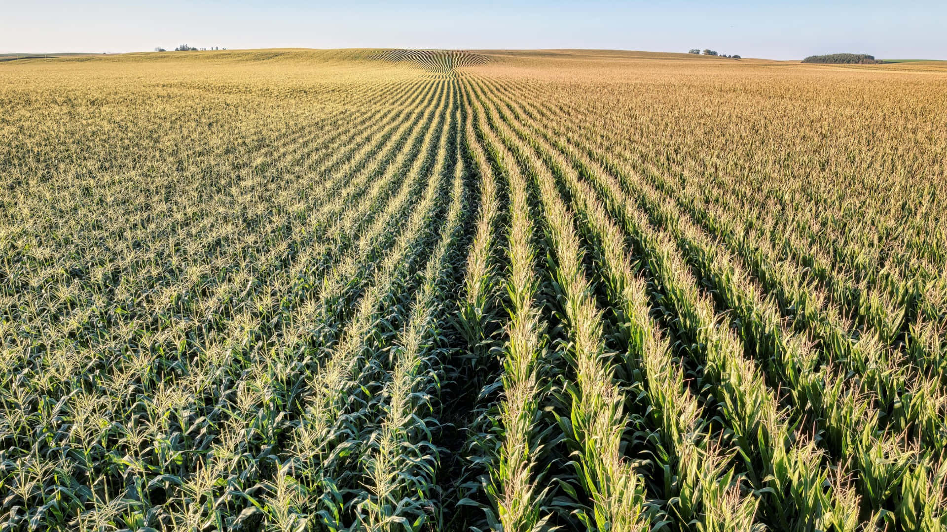 vast cornfield, country farm, tall green corn plants, Full HD Desktop Wallpaper