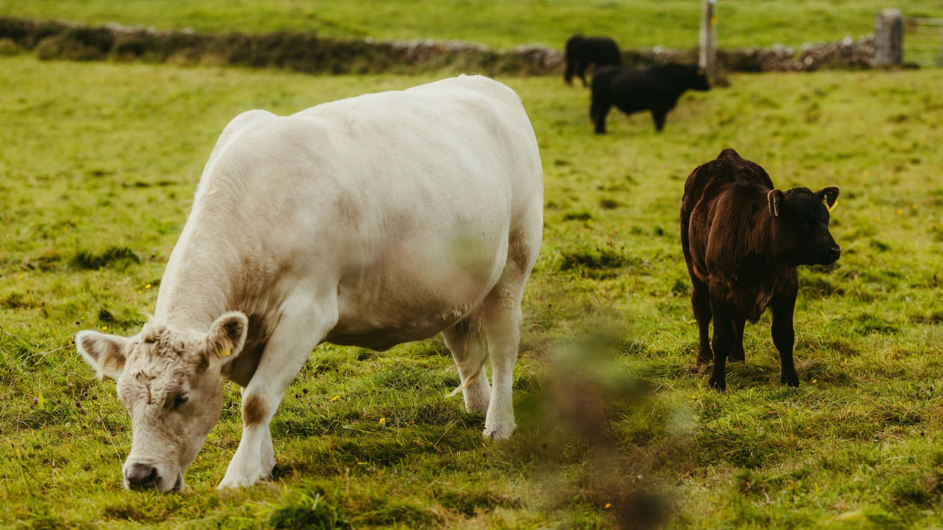 Country Farm, grazing cows, large white cow, Full HD Desktop Wallpaper