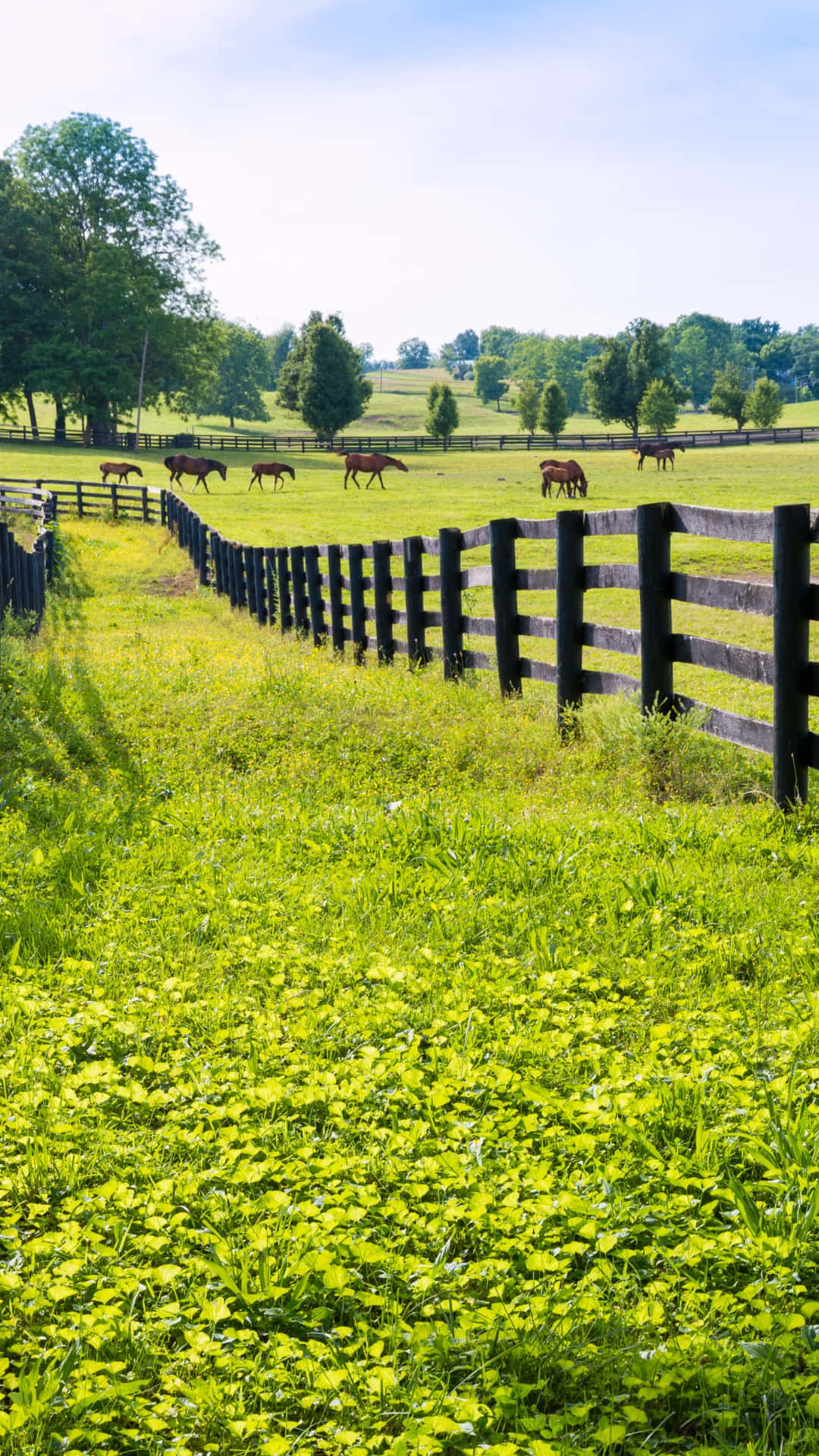 country farm, pasture scene, wooden fence, Full HD Phone Wallpaper