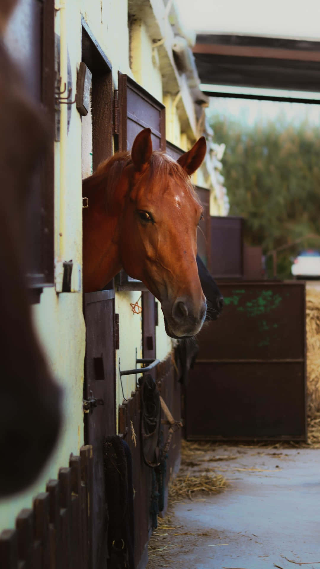 country farm, horse stable, chestnut horse, Full HD Phone Wallpaper