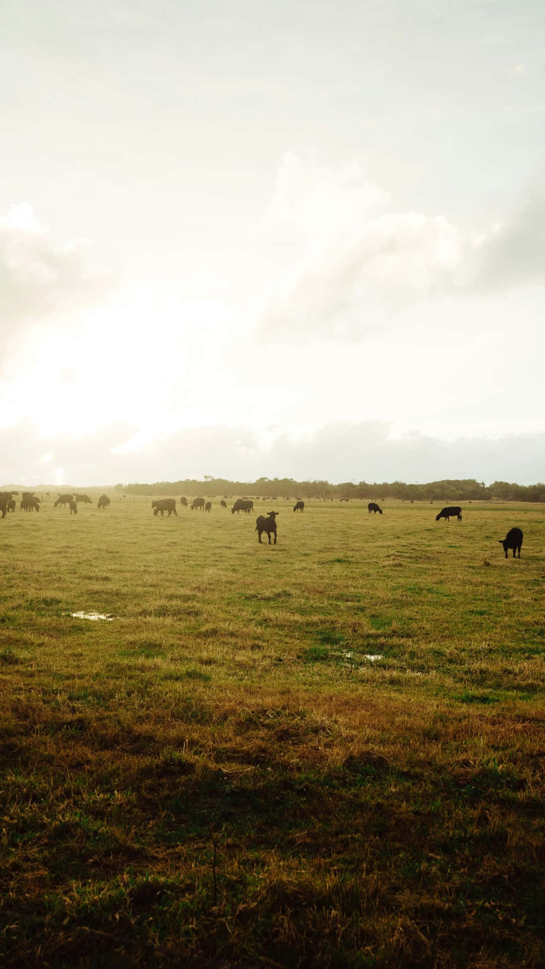 country farm, dark cattle, golden field, Full HD Phone Wallpaper