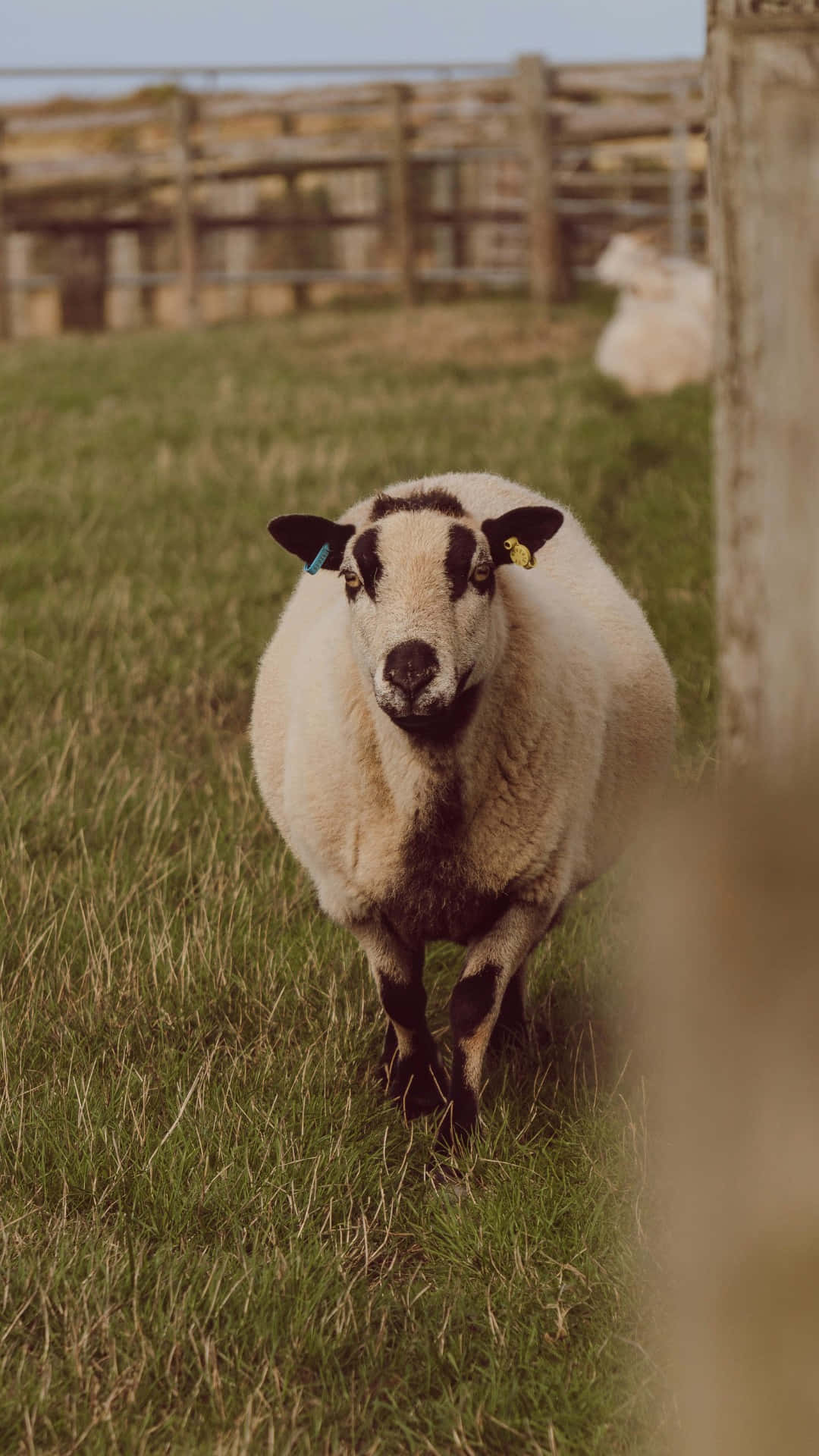 country farm, sheep, ear tags, Full HD Phone Wallpaper