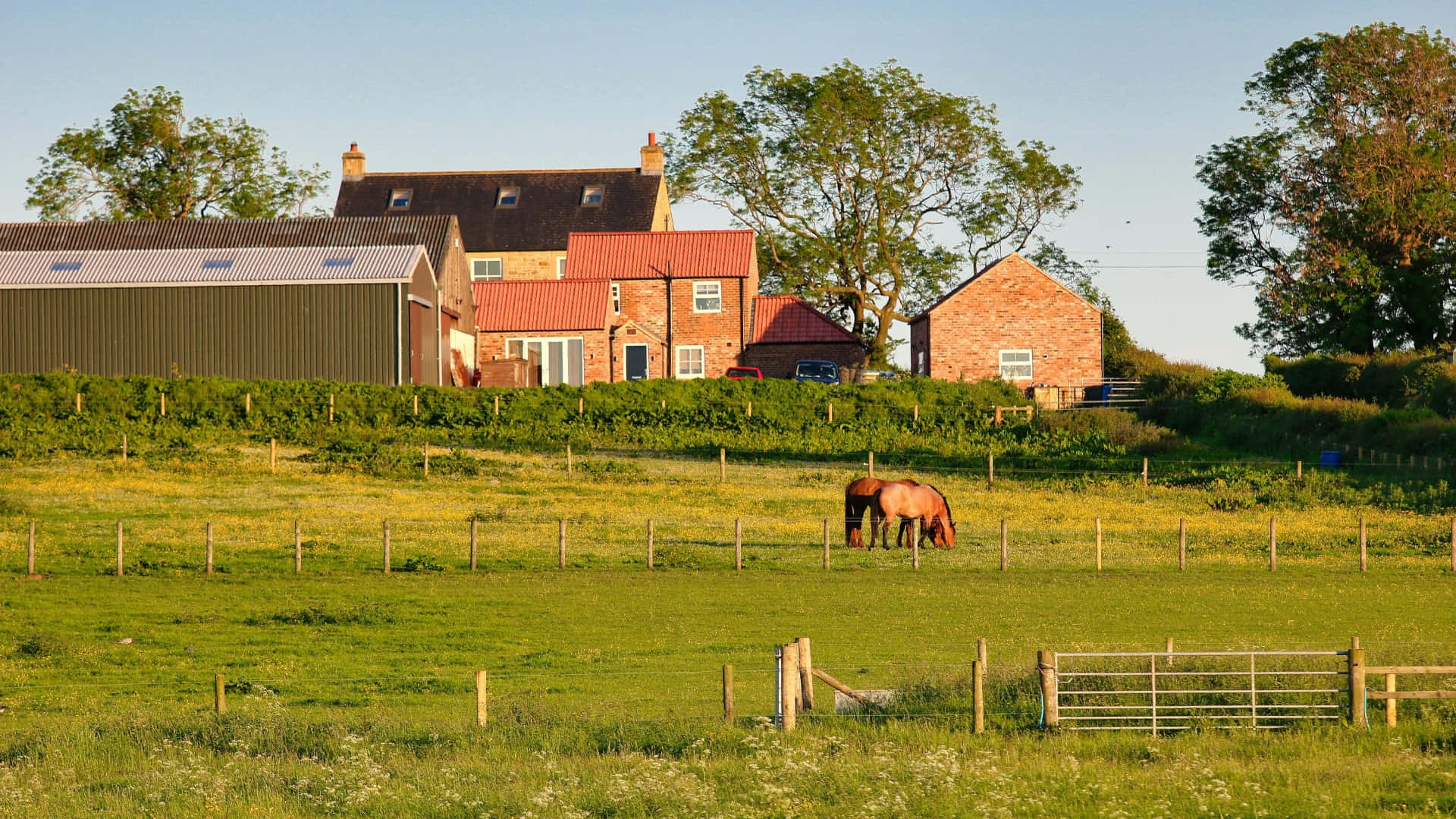 chestnut horse, sunlit green pasture, wooden fences, Full HD Desktop Wallpaper