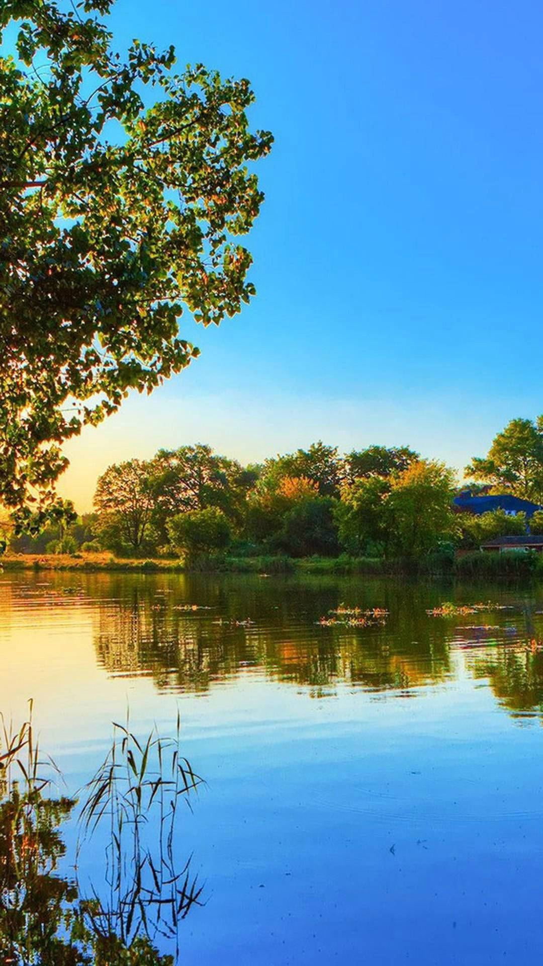 Country iPhone, sunlight, lush green trees, Full HD Phone Wallpaper