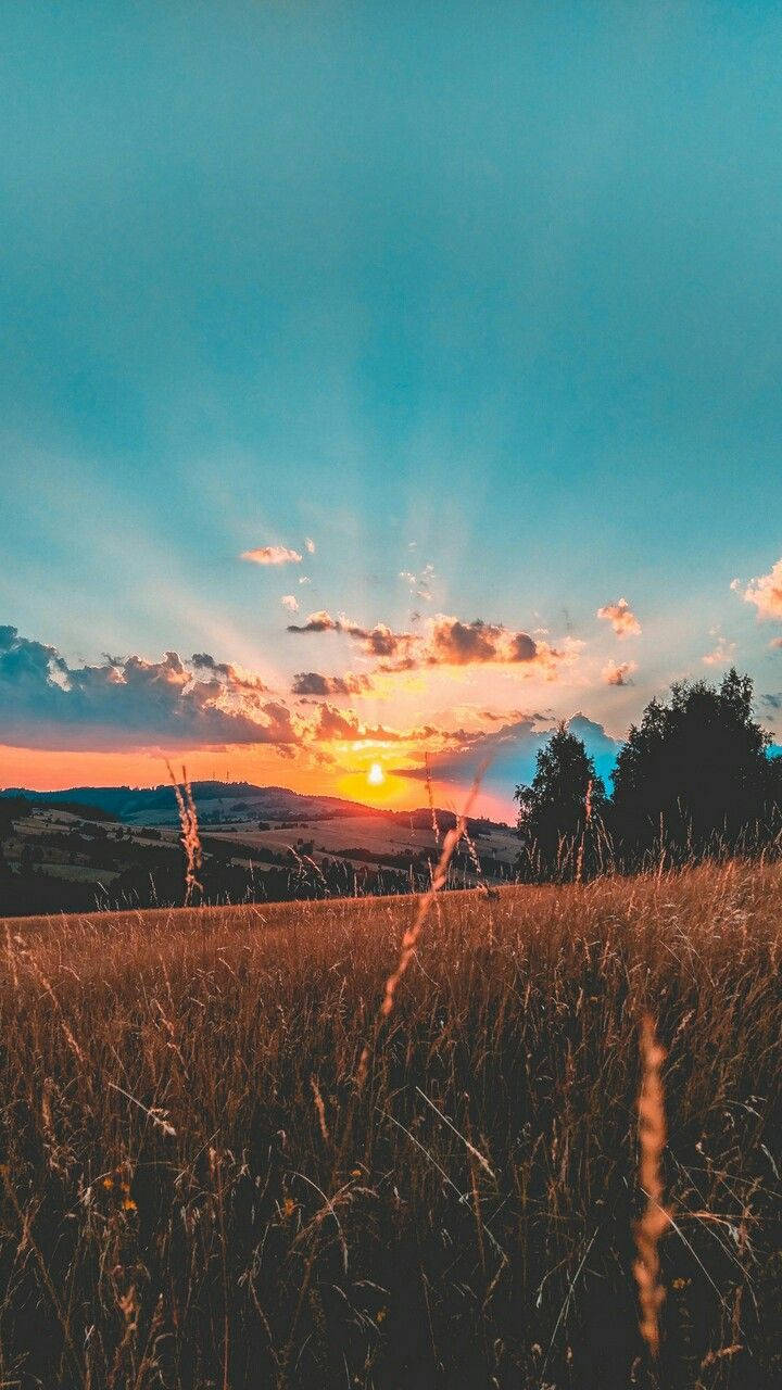 Country iPhone, golden grasses, sun set, HD Phone Wallpaper